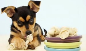 Alimentos, premios y suplementos